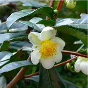 Camellia Sinensis Green Tea Extract